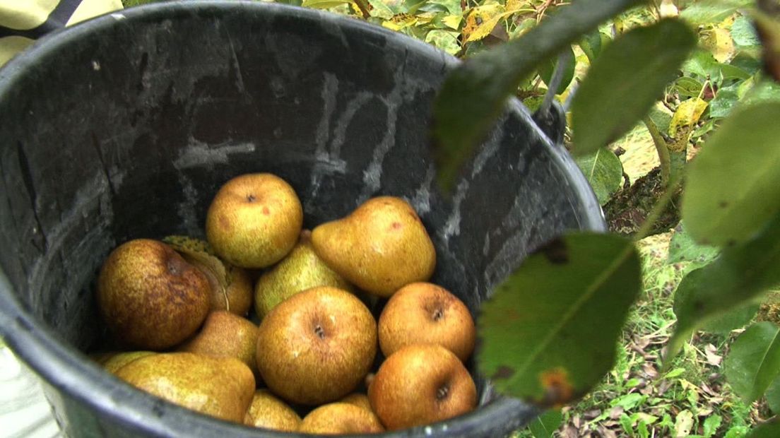 Duizenden perenbomen liggen klaar om te worden opgehaald