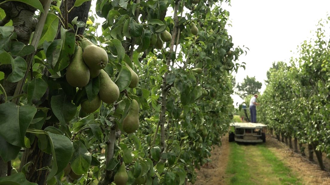 Het afgelopen seizoen pakt dramatisch uit voor perentelers in het gebied. Door een groot aanbod en een matige kwaliteit gaan de vruchten nu ver onder de kostprijs de deur uit. Vanuit België komt een initiatief dat daar een einde aan wil maken. Een termijnmarkt voor peren moet zorgen voor een stabiele prijs waar iedereen tevreden mee is.