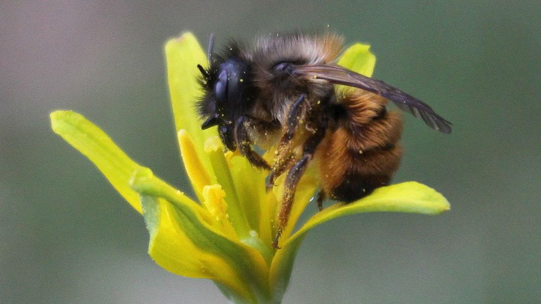 De rosse metselbij is een van de meest gespotte wilde bijen (Rechten: Saxifraga/Peter Meininger)