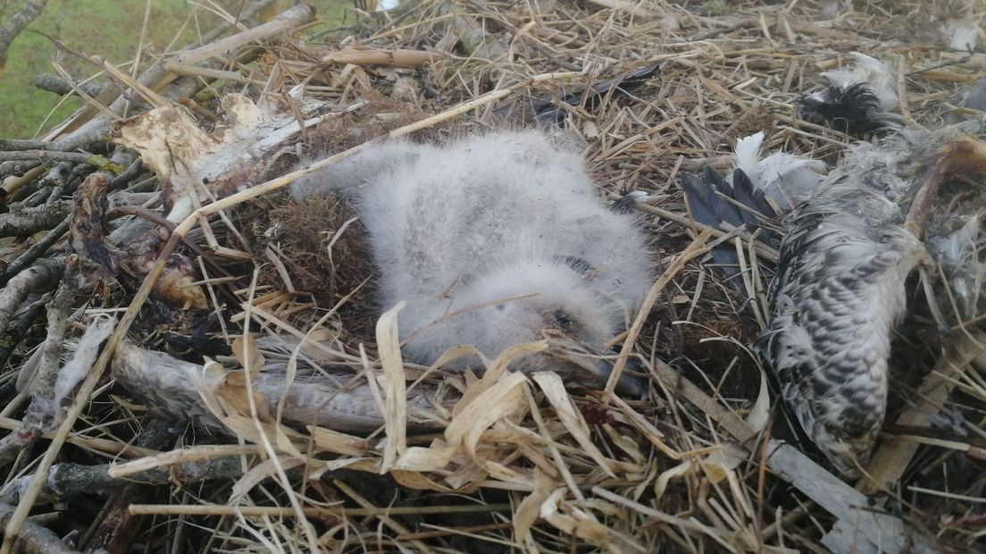 De medewerkers troffen het dode zeearendjong in het nest aan