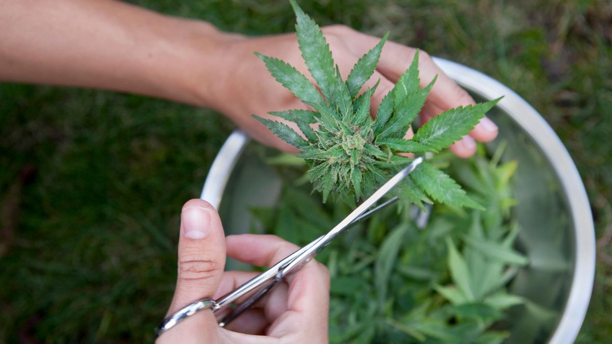Stel uit Aalden bestraft voor jarenlang hennep kweken in Koekange