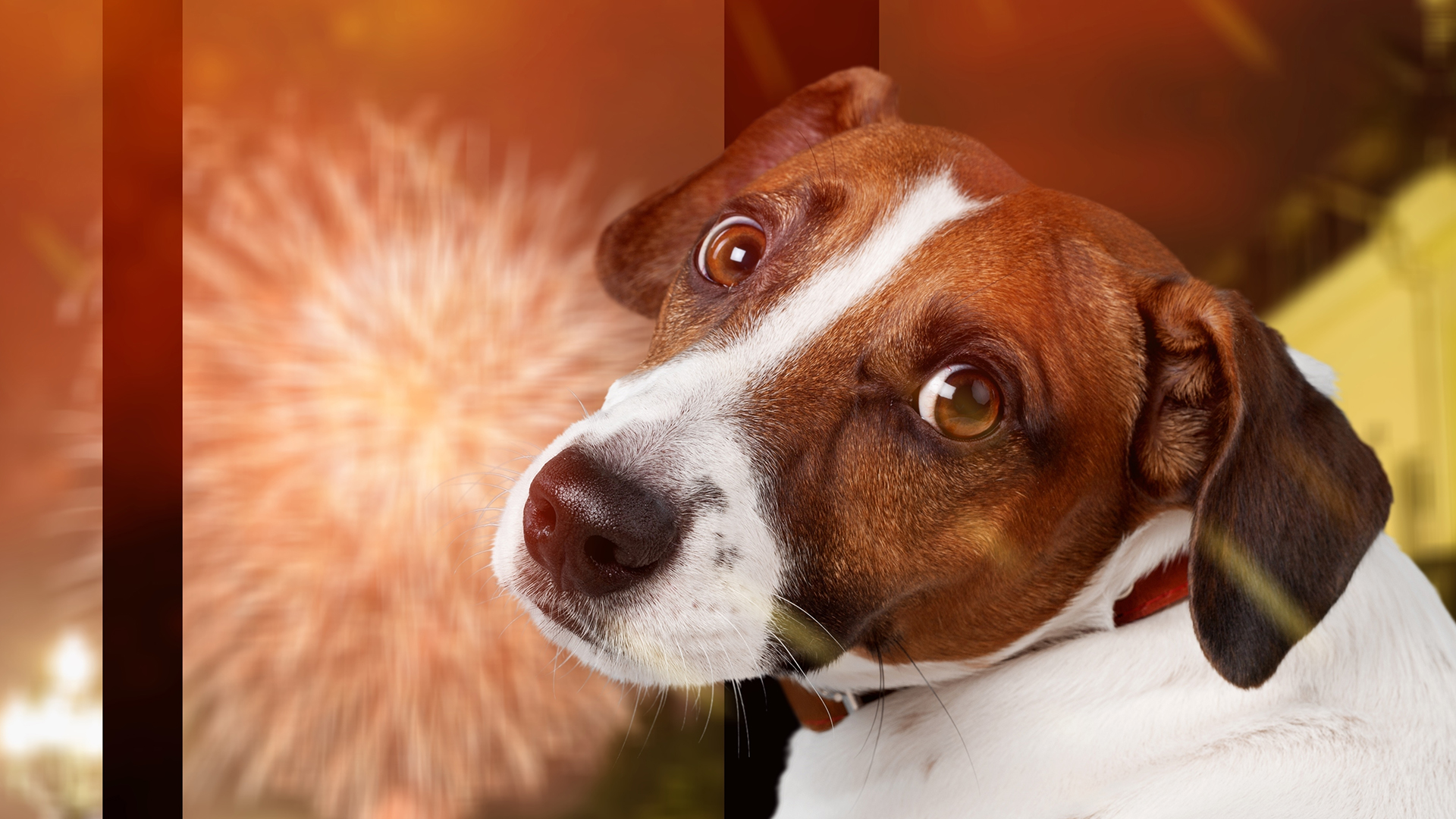 Hoe helpst húsdieren dy't bang binne foar fjoerwurk? Tips fan in gedrachsterapeut
