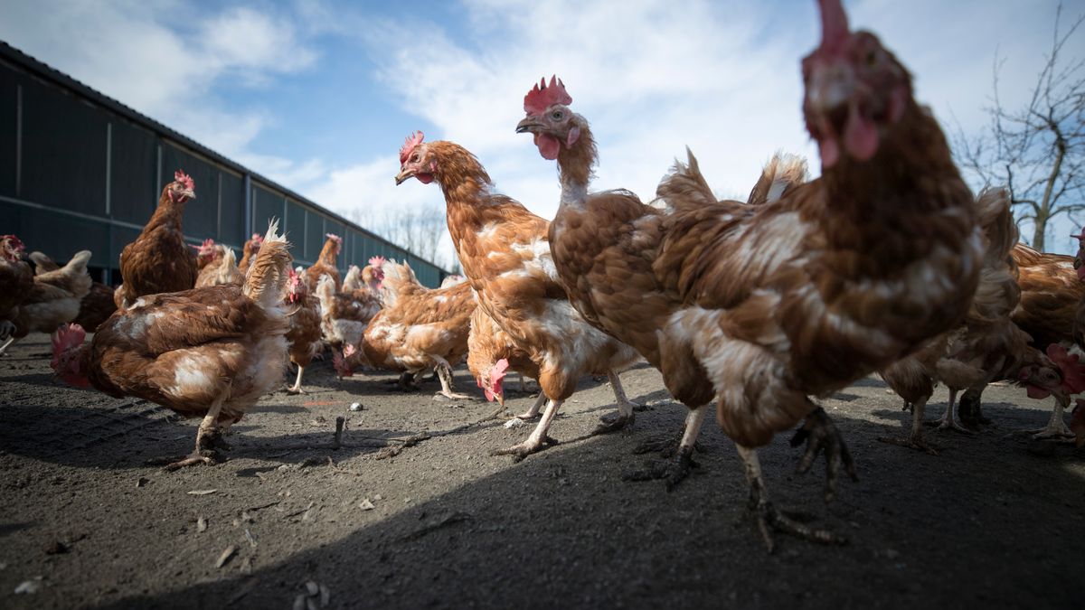 Omwonenden in Wijster: We verwachten dat de stank nóg erger wordt