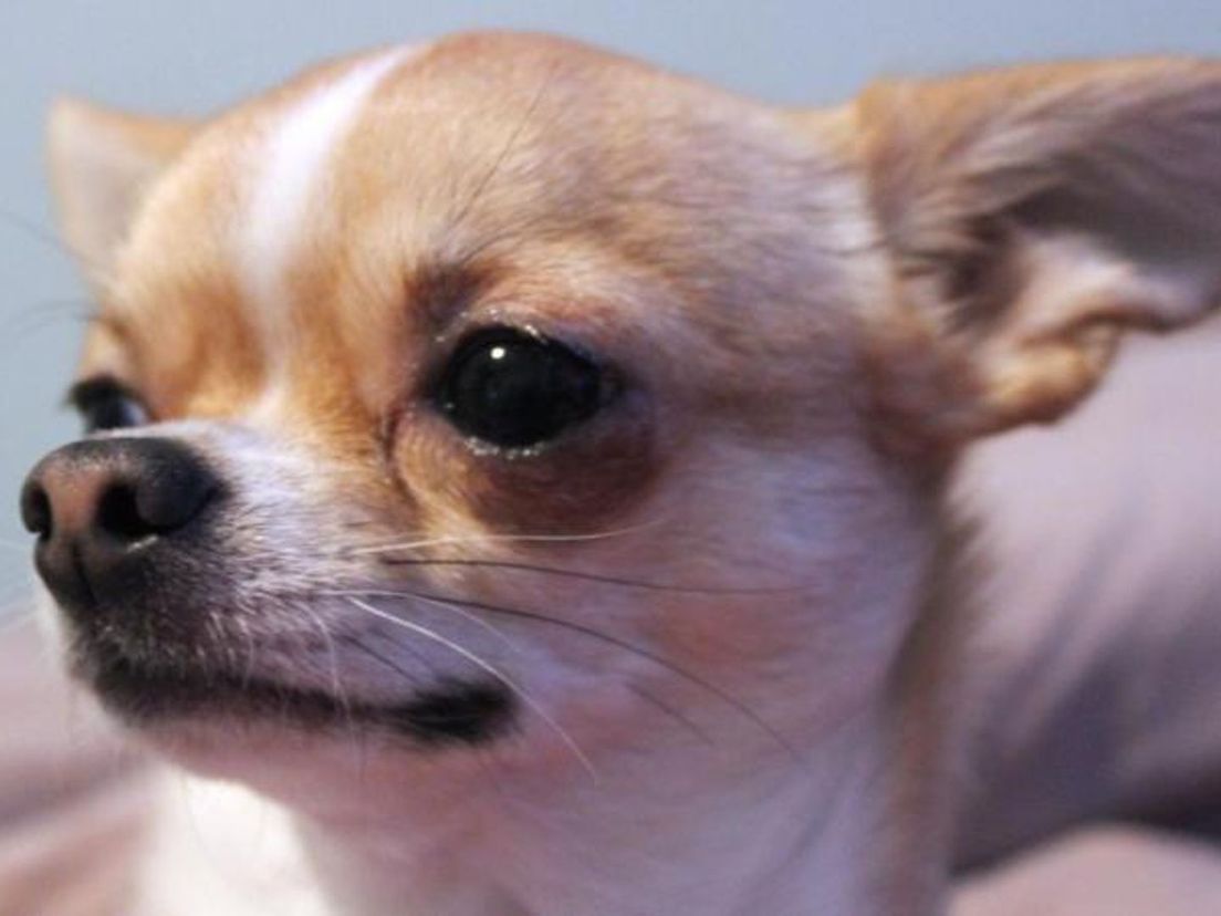 Chihuahua (niet de dode)