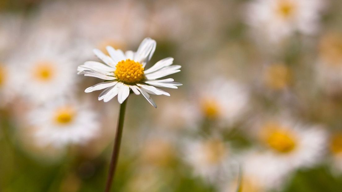 Bloeiende madeliefjes zijn tijdens de plantenjacht het meest gezien (Rechten: Saxifraga/Rudmer Zwerver)