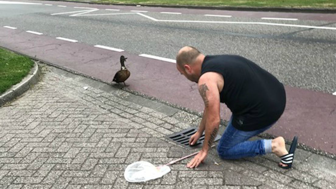 De held van Westervoort wordt hij genoemd. Emile Volder redde zaterdag acht eendenkuikens uit de rioolput in de straat. Tot opluchting van een behoorlijk gestreste eendenmoeder.