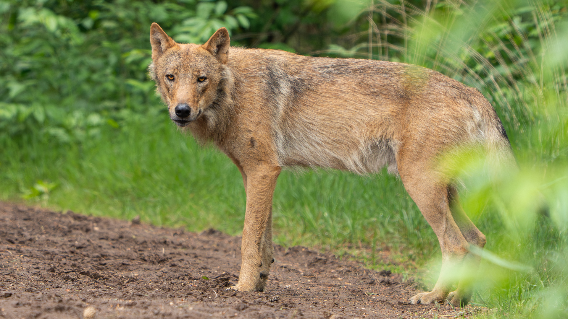 Wolf GW3237m is aangemerkt als probleemwolf.