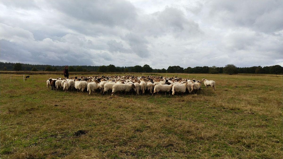 En opnieuw vertrekt een schaapherder bij kudde Exloo