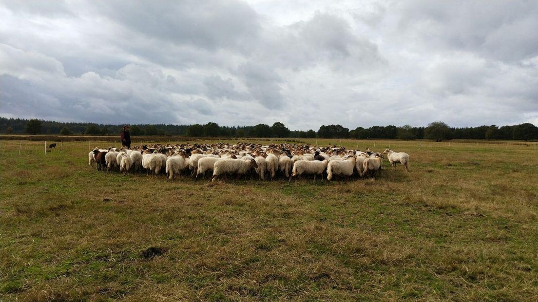 De schaapskudde van Exloo (Rechten: RTV Drenthe/Erwin Kikkers)