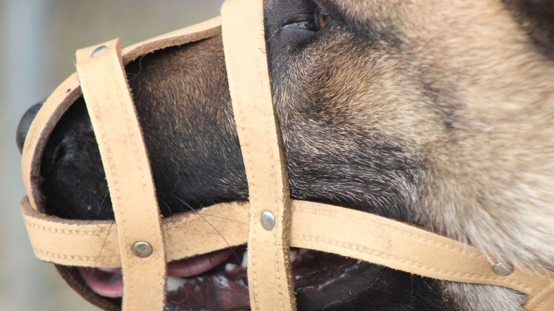 Een hond met een muilkorf.