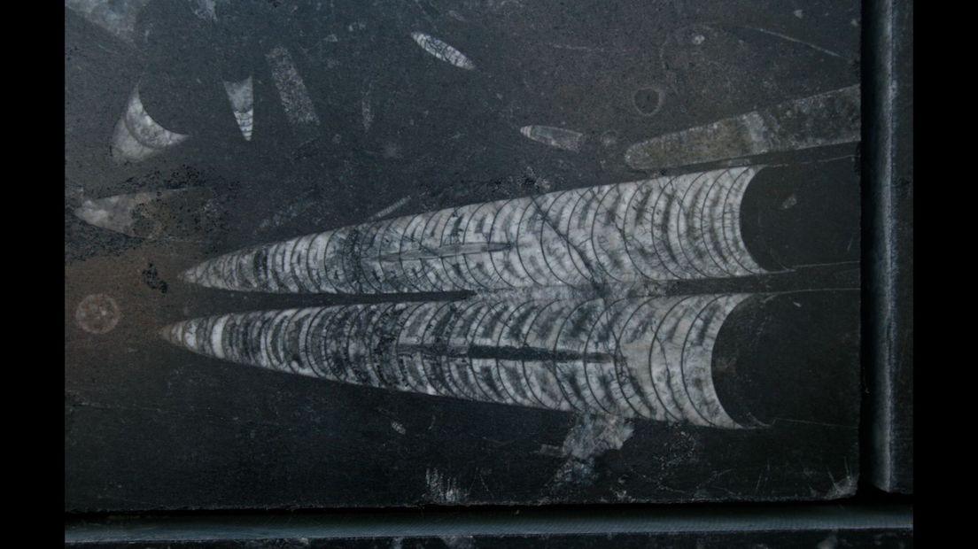een lange Nautilus Castricum