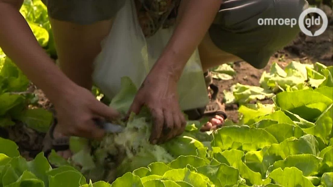 240 kroppen sla werden vrijdagochtend bij elf Achterhoekse zorgboerderijen uit de grond gehaald. Allemaal bestemd voor 220 gezinnen die gebruik maken van de Voedselbank in Doetinchem.