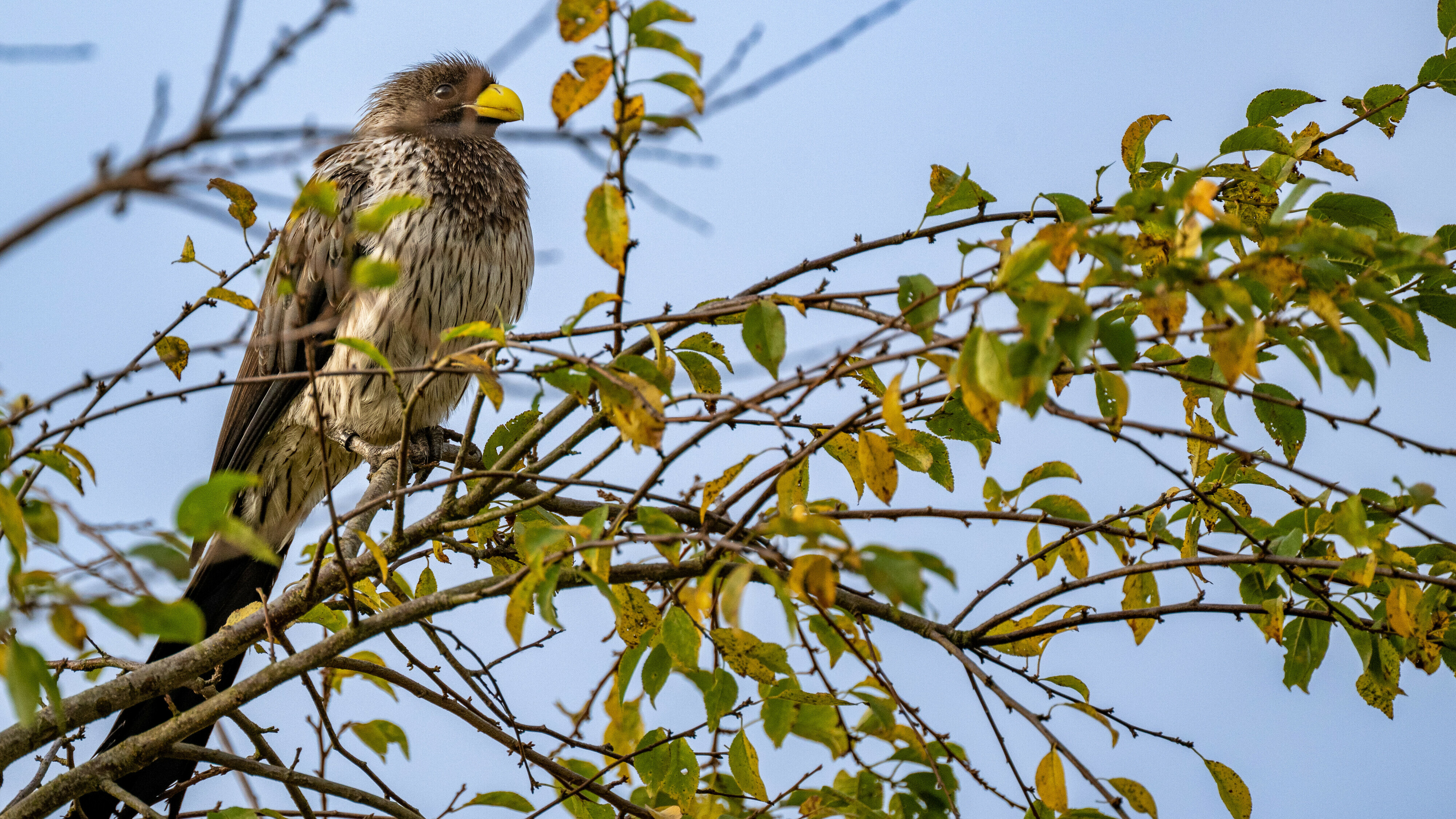 Afrikaanse vogel van de straat geplukt in Ruinen: 'Hij zit er nu weer lekker warm bij'