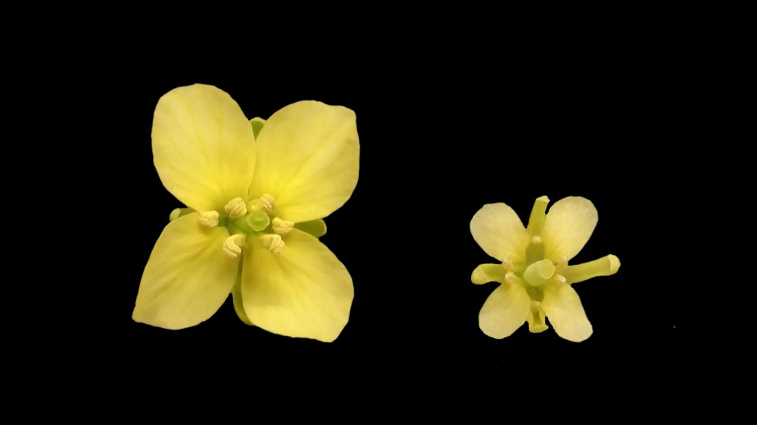 links een koolzaadbloem van een plant die voldoende zwavel heeft gehad, rechts een bloem van een exemplaar met zwaveltekort