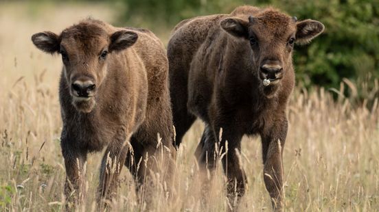 Europese bizons op de Veluwe zorgen voor beschuit met muisjes