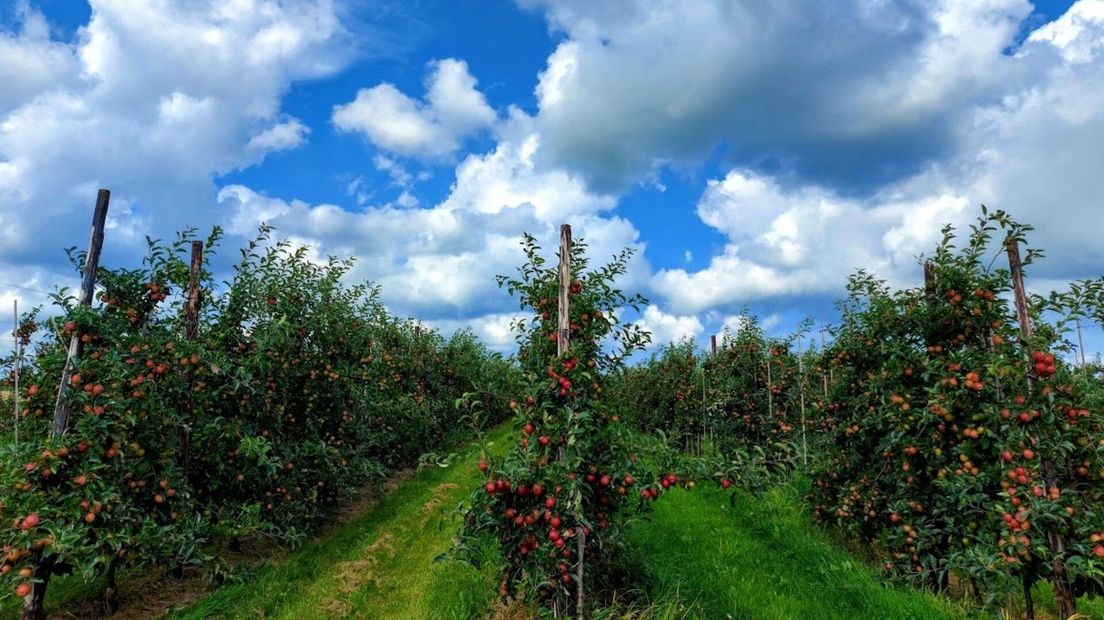 Rijpe appels in Wolphaartsdijk