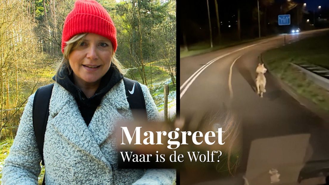 Margreet loopt de sporen van Utrechtse wolf na