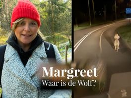 Waar is de wolf? Sporen van de Utrechtse wolf en hoe je die herkent