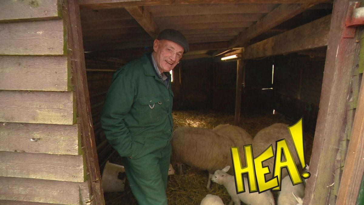 HEA! Lammeren bij Tiemen