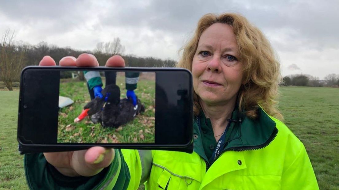 Wilma van den Boogert van de dierenambulance Nederrijn.