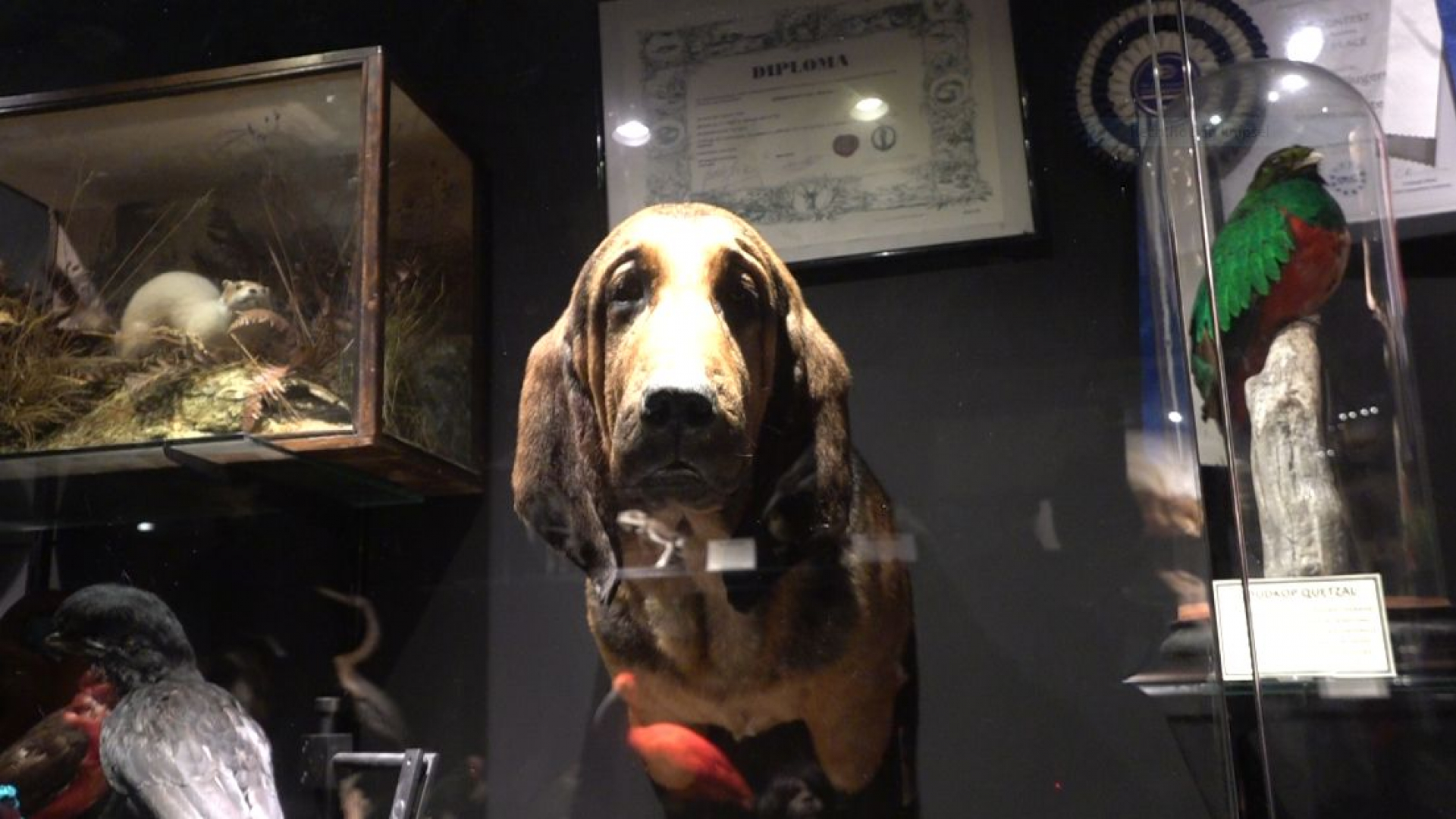 De opgezette bloedhond in de Museumwinkel.