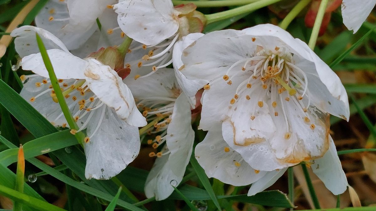 Limburg Kiekt: Heibloem, Horn, Nuth en...