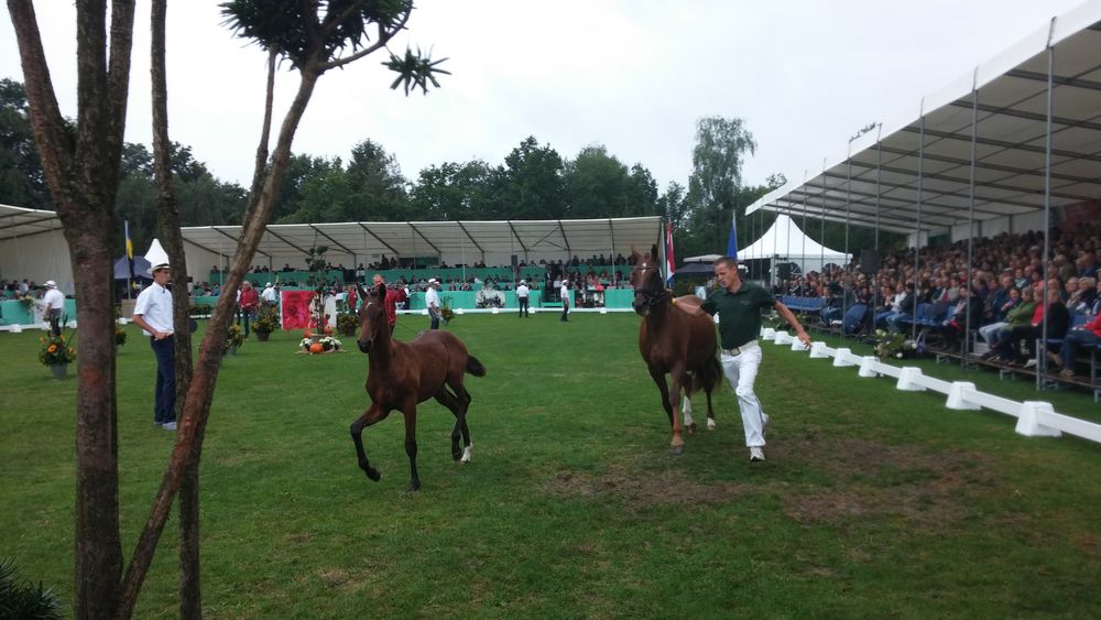 Het beste paard van stal staat in Borculo - Omroep Gelderland