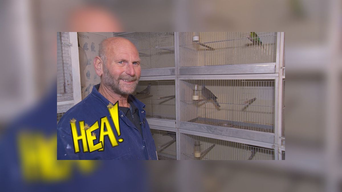 HEA! De vogeltjes van Wolter