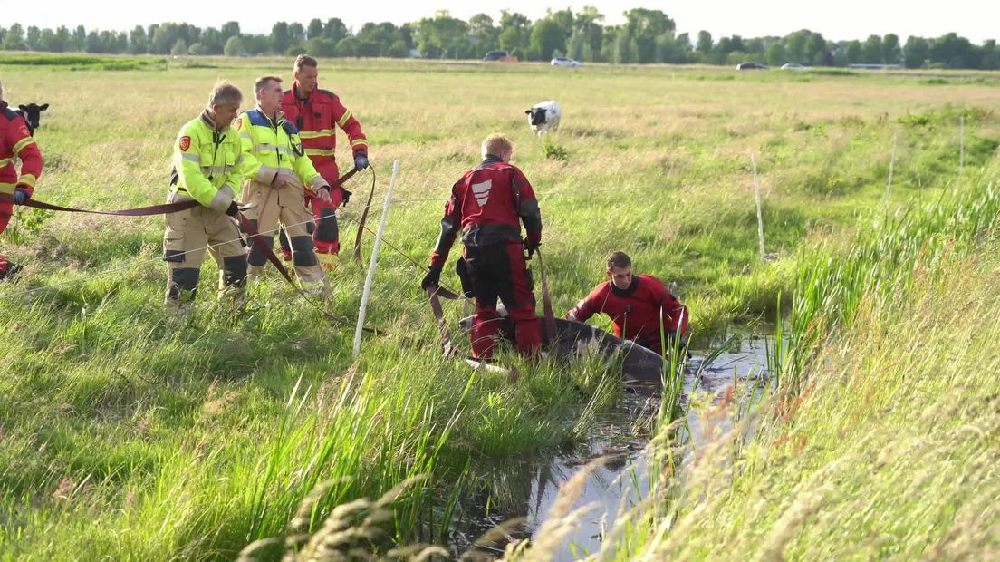 Brandweer trekt koe uit sloot in Matsloot