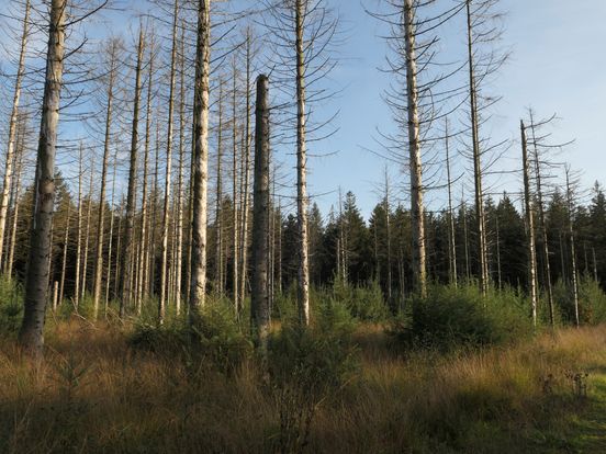 Kale plekken in het bos door oprukkende letterzetter: 'Het maakt me ook nieuwsgierig'