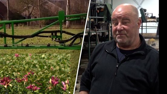 Verdeeld leliebeleid drijft teler tot stoppen: 'Niet blij mee'