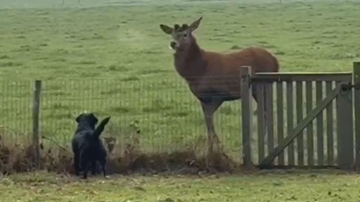 Eigenaar van edelhert uit Drogeham op zoek naar zijn dier: 