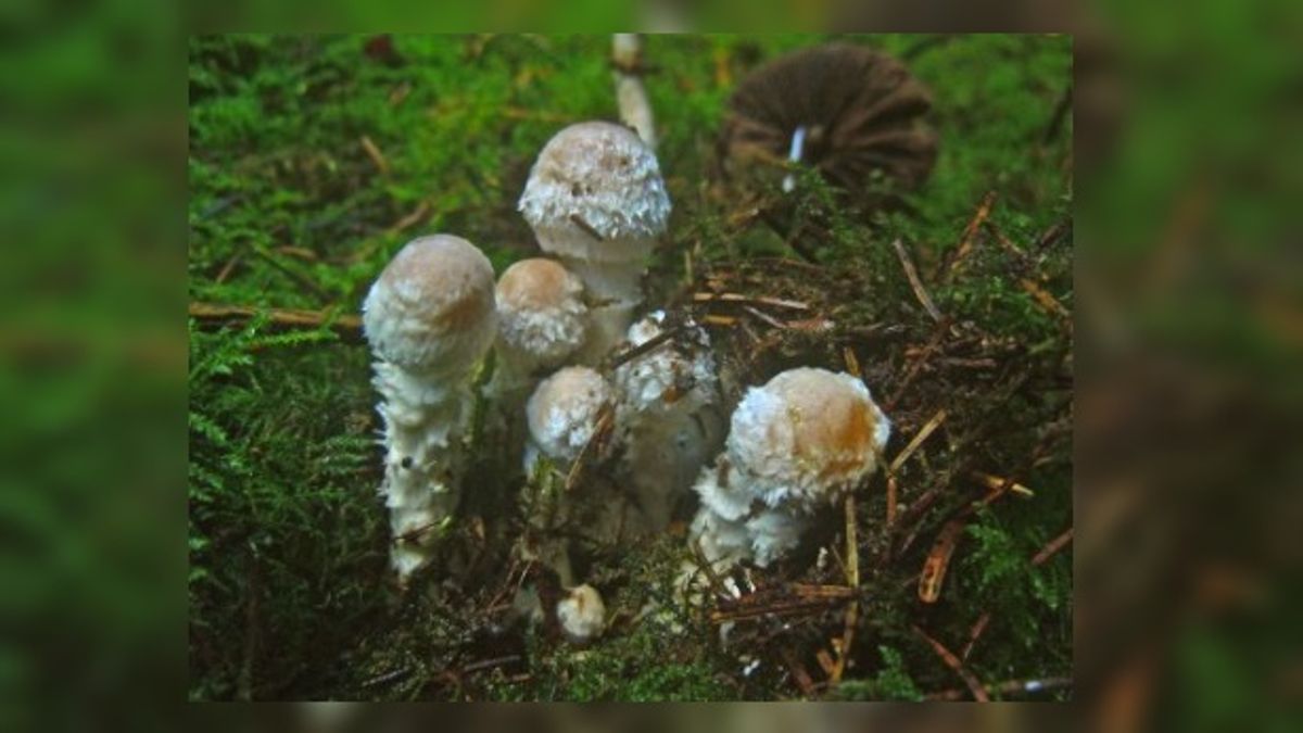 2.350 paddestoelen in Drenthe vastgelegd