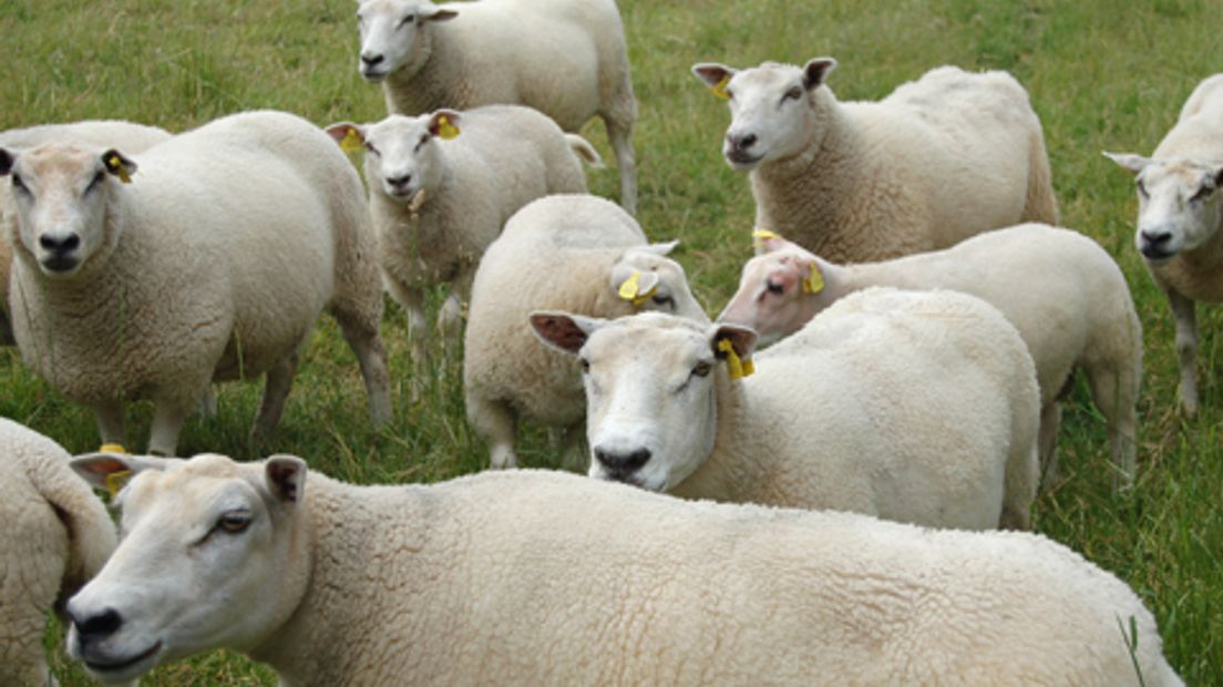 schaap-schapen-0610