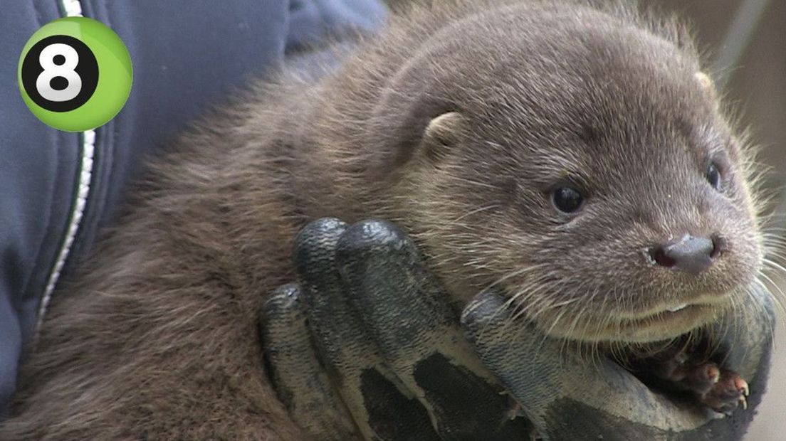 Wildpark Anholter Schweiz verwelkomt otter