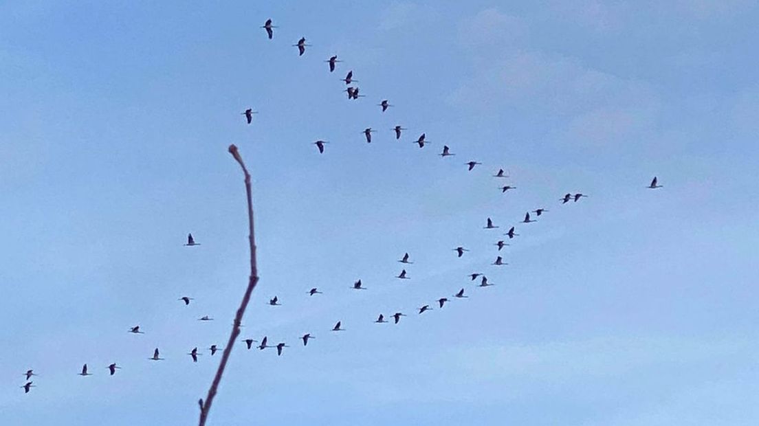 Overvliegende kraanvogels bij Laag-Keppel.