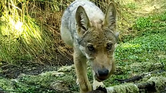 Geen wolvenwelpen gezien in Drents-Friese Wold dit jaar: trendbreuk of cameraschuw? Nieuws