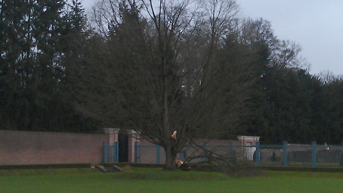 Wilhelminaboom bij Het Loo gered