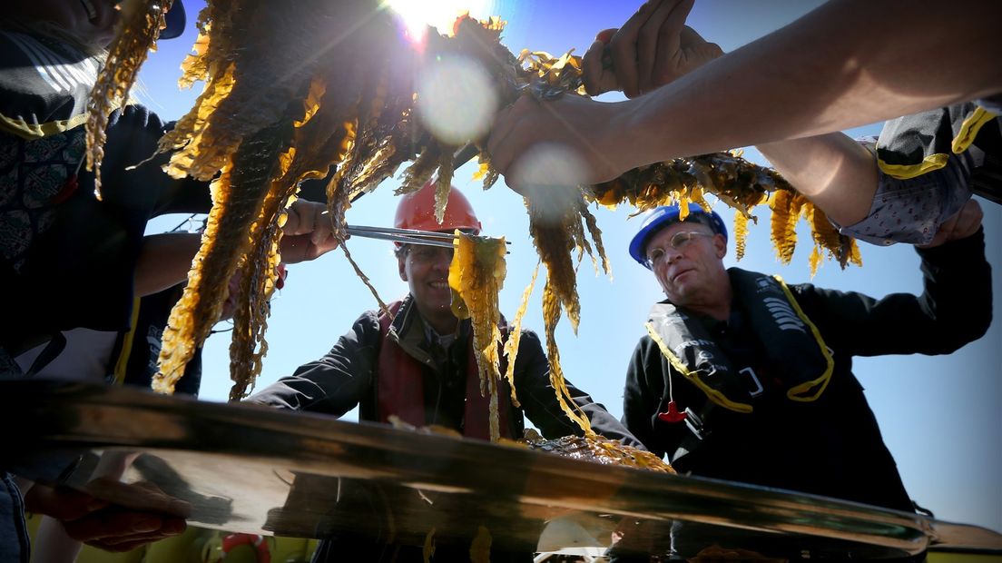 Oogst van zeewier op Noordzee bij Den Helder