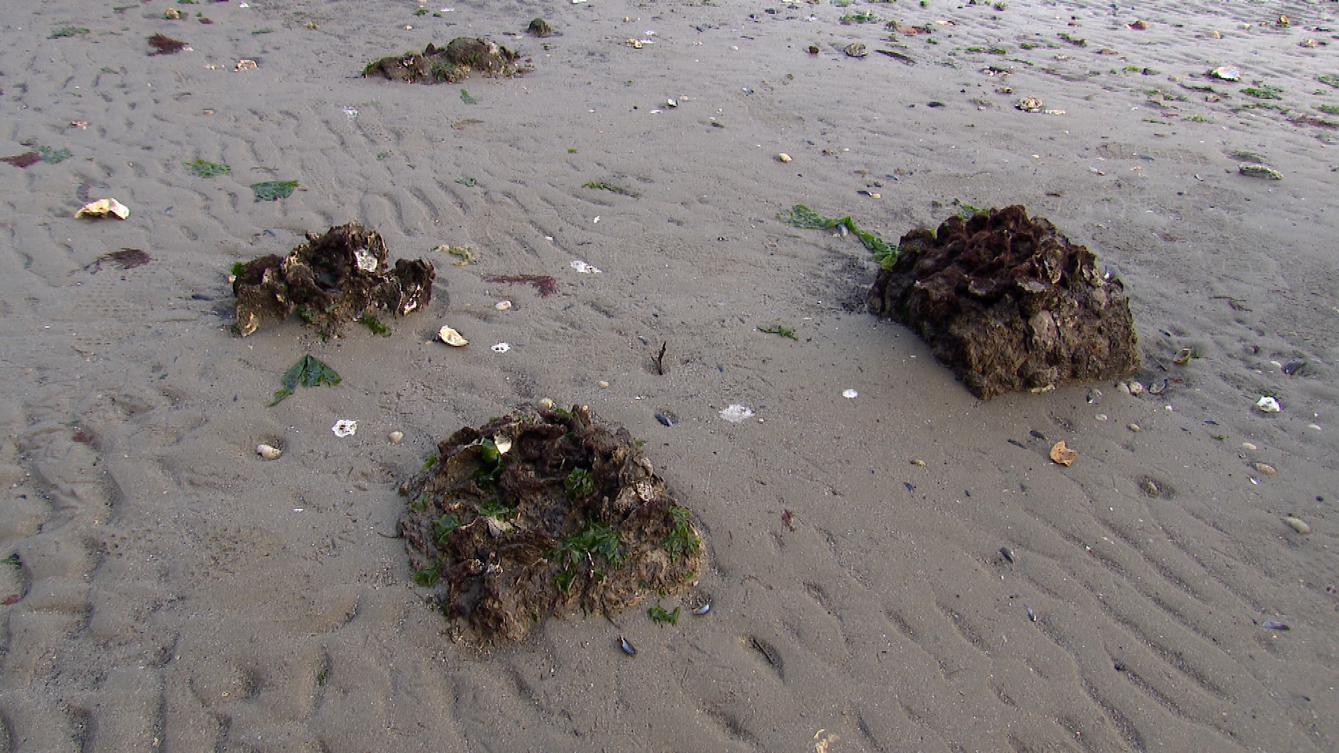 Misschien kunnen deze onopvallende stenen bij Yerseke beton overbodig maken