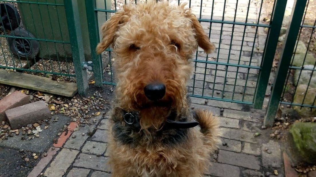 Hond die urenlang vastzat in put Zuidlaren maakt het goed: 'Heel veel geluk gehad' (Rechten: RTV Drenthe)