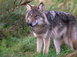 Komende twee jaar extra geld voor aanpak tegen de wolf in Drenthe