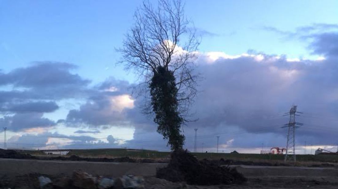 Buizerd houdt kap van boom langs A58 tegen