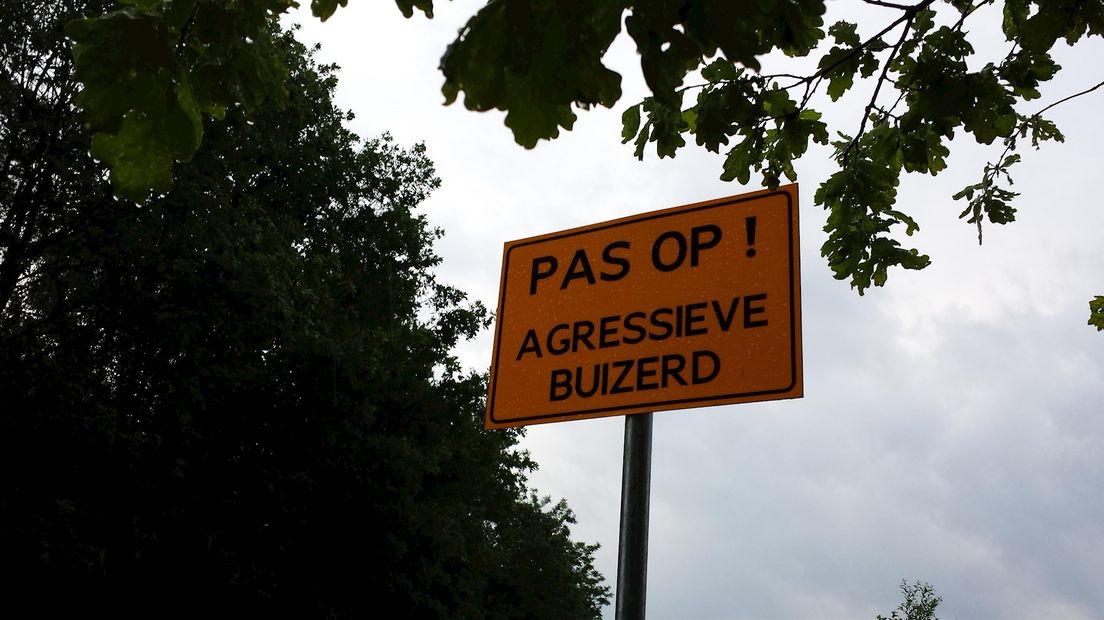 Pas op voor buizerds