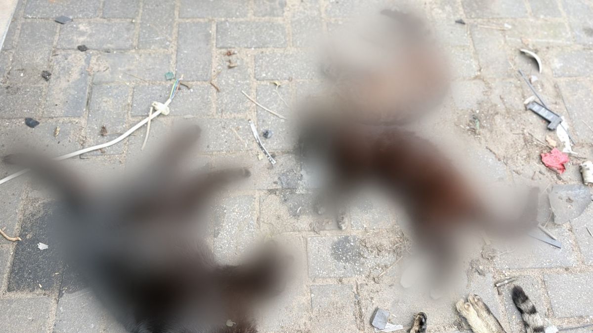 Dode huisdieren gevonden in buitengebied Bergentheim, verdacht broodje aangetroffen