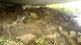 Otters in de Onlanden