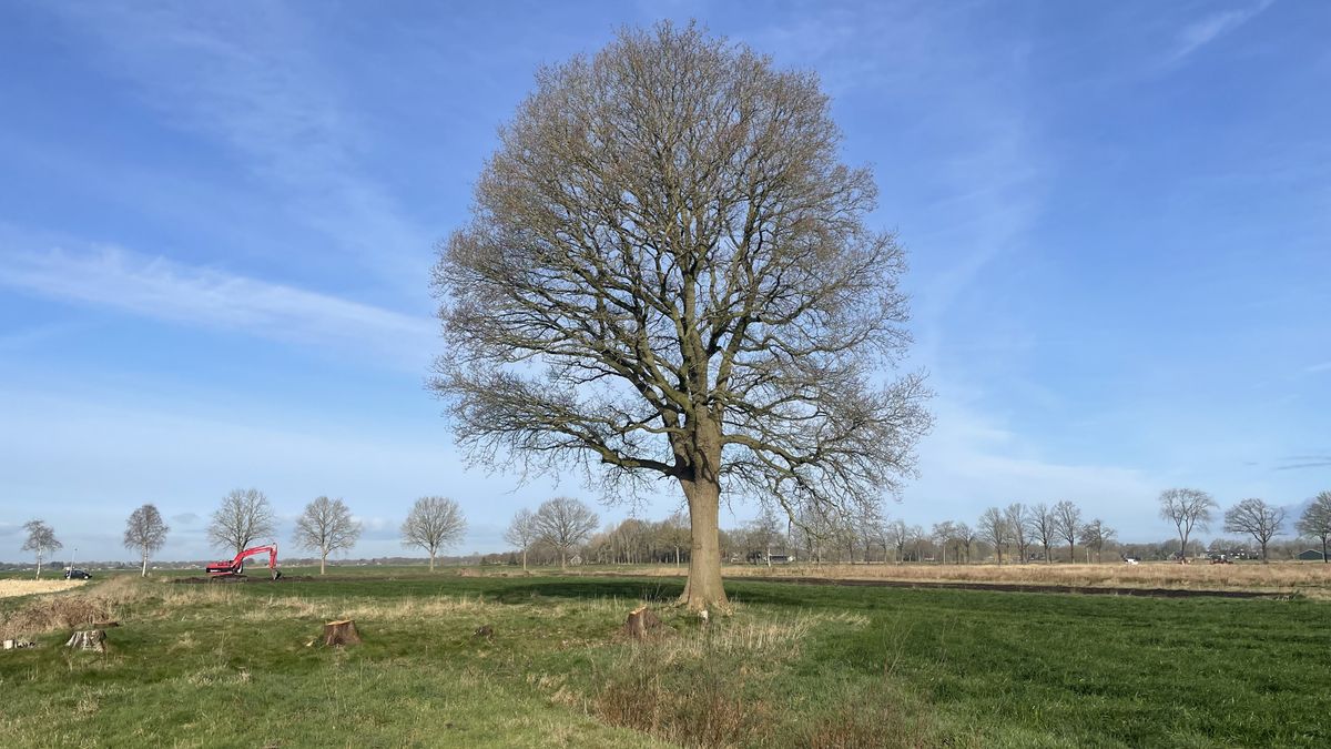Tennet en Rendo kopen grond rond zomereik Riegmeer