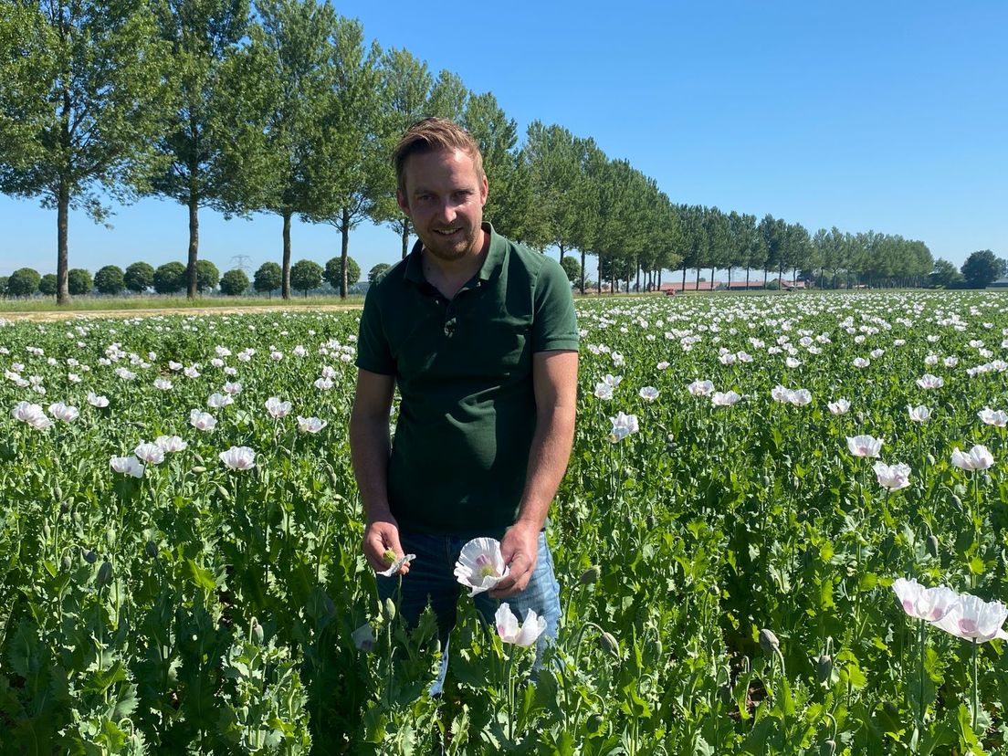 Akkerbouwer Pieter van Damme tussen de bloemen van de maanzaadplant