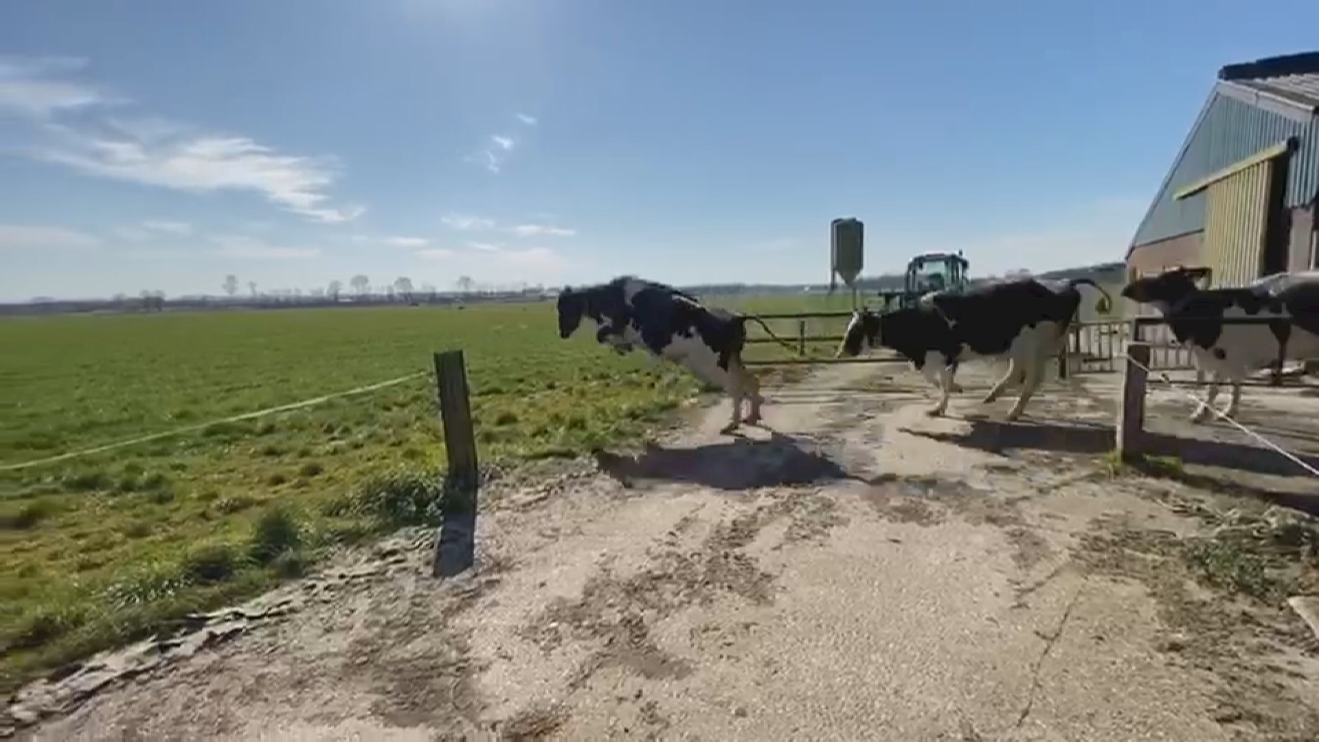 De Koeiendans: Ze Mochten Weer Massaal Het Weiland In! - RTV Oost