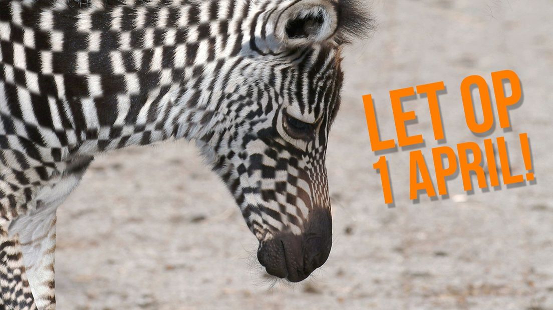 Let op: Groningers houden wel van een 1 aprilgrap - RTV Noord